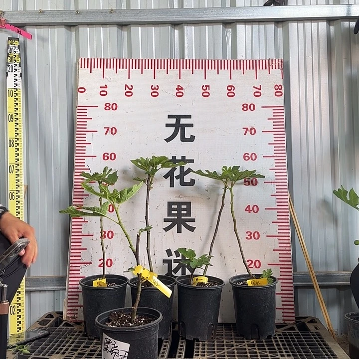 当前无花栽培后可以开花黑帝王无花果树苗