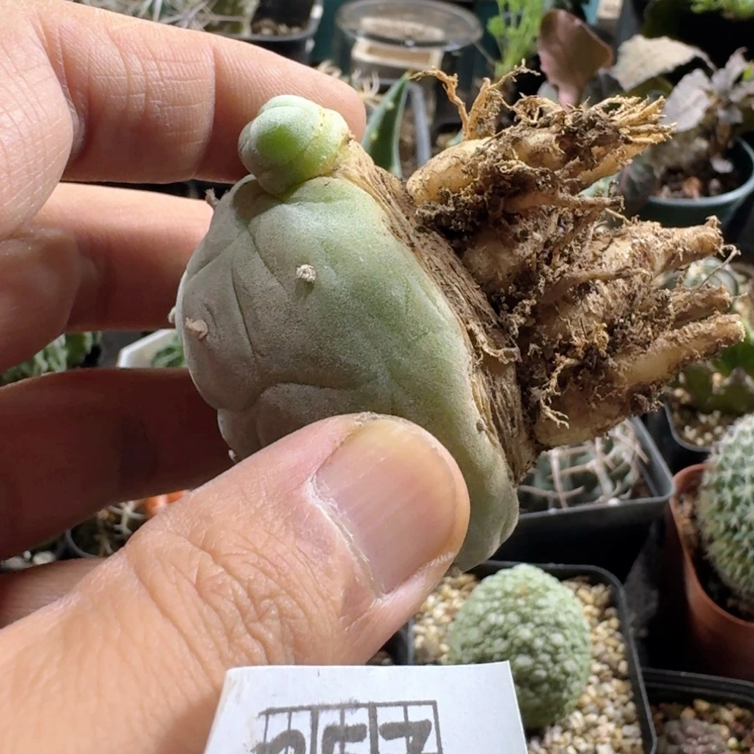 257海鲜脱土发货自根