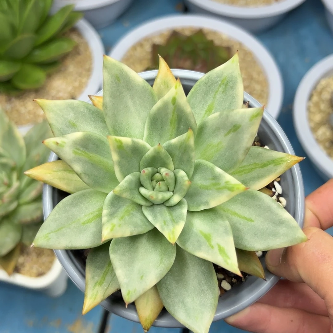 多肉植物一物一拍