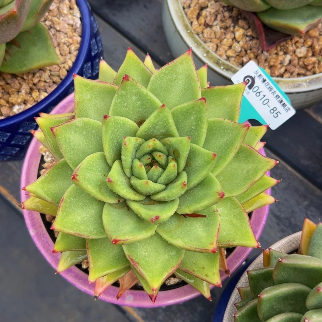 多肉一物一拍0610-85