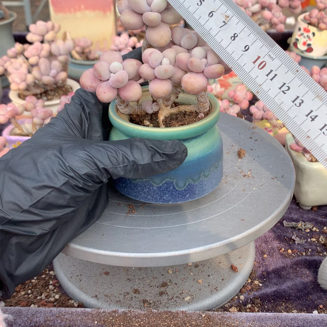 16感桃蛋带盆偏远地区不包邮的