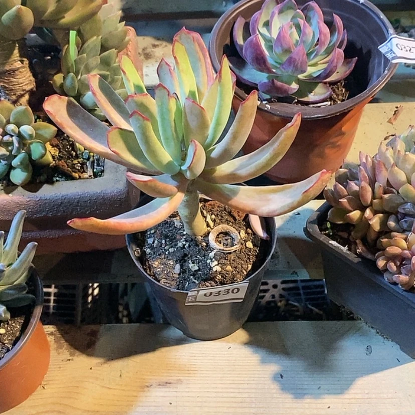 【闪购商品】竹马0330