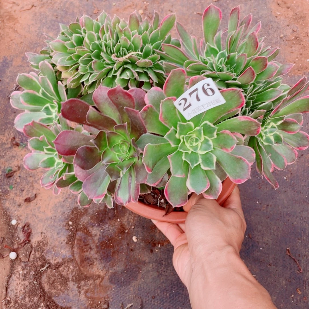276号花脸雨花石缀化多肉植物