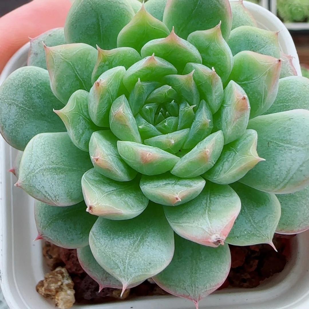 花语逸镜0924-23糖心