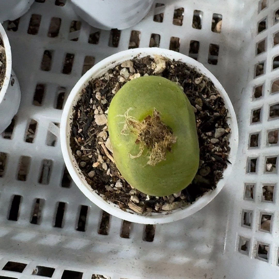 小***啵2309哈哈哈哈哈哈哈