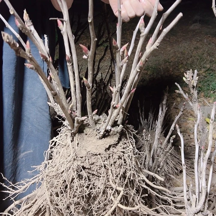 当前无花栽培后可以开花姚黄