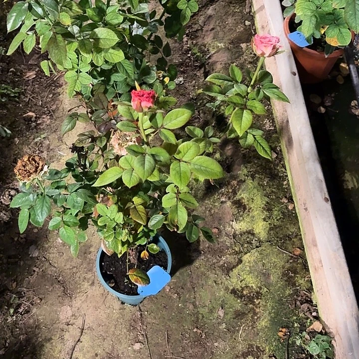 无花朵罗曼达中苗