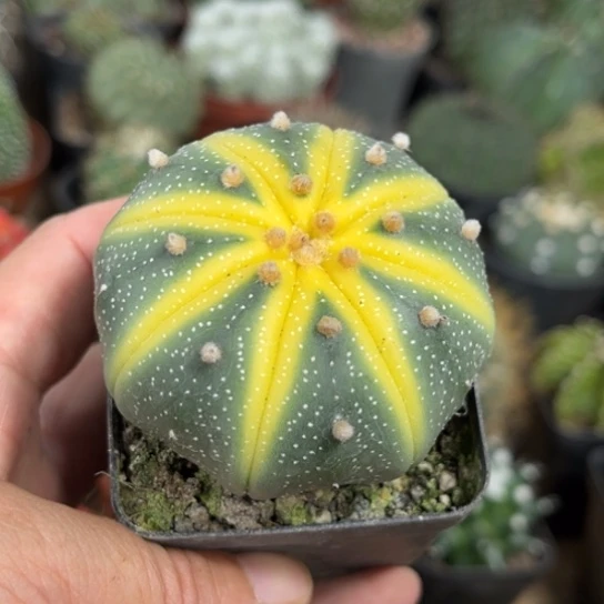 完全开放实生西瓜兜