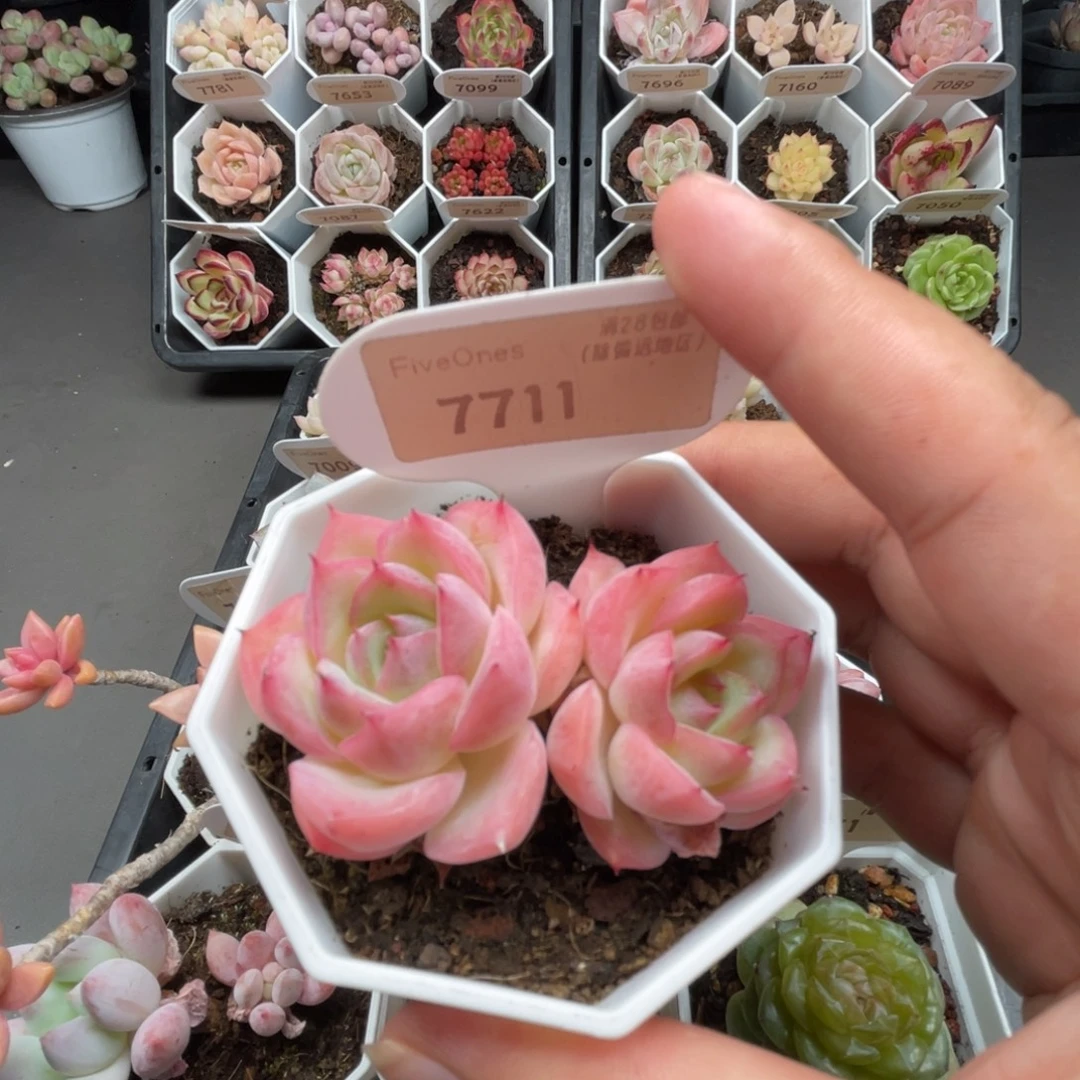 7711双头侧影5.0厘米