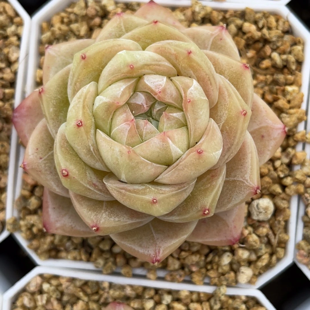 优选奶芙珍妮多肉2917