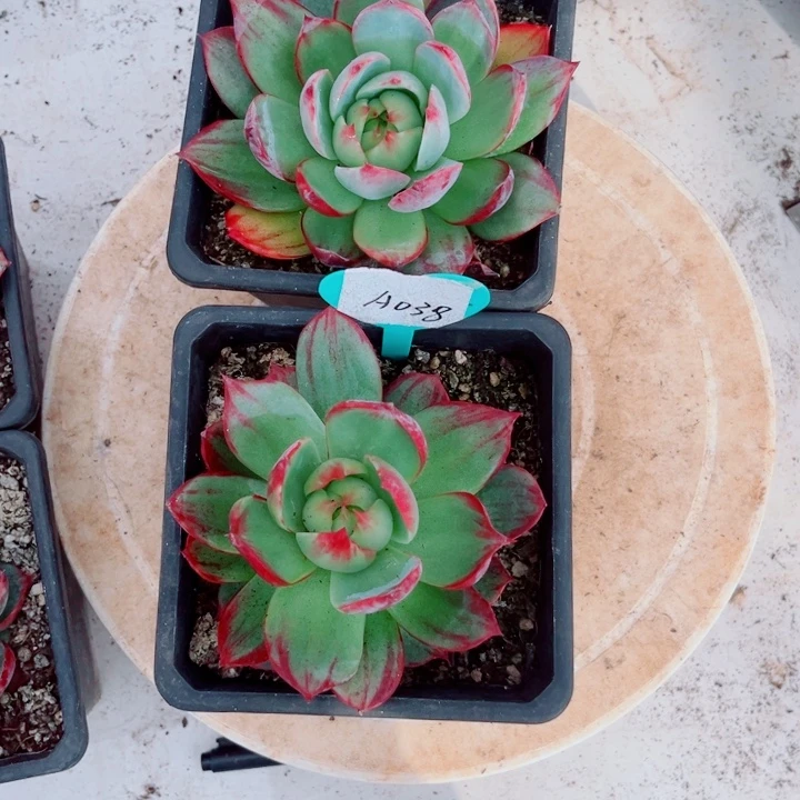 清****惊鸿仙子多肉植物A20.38