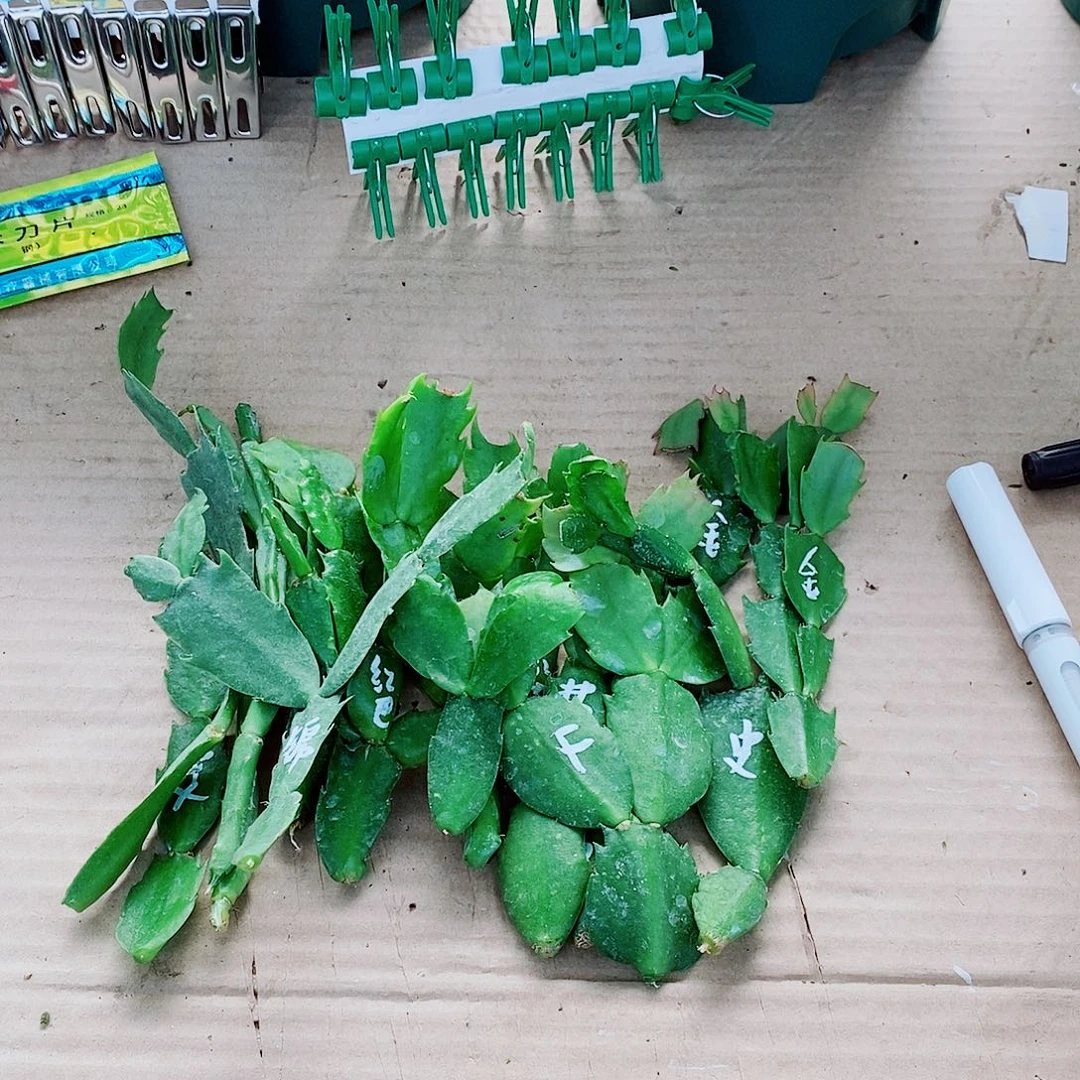 沉***咪无花朵叶片福利一物一拍