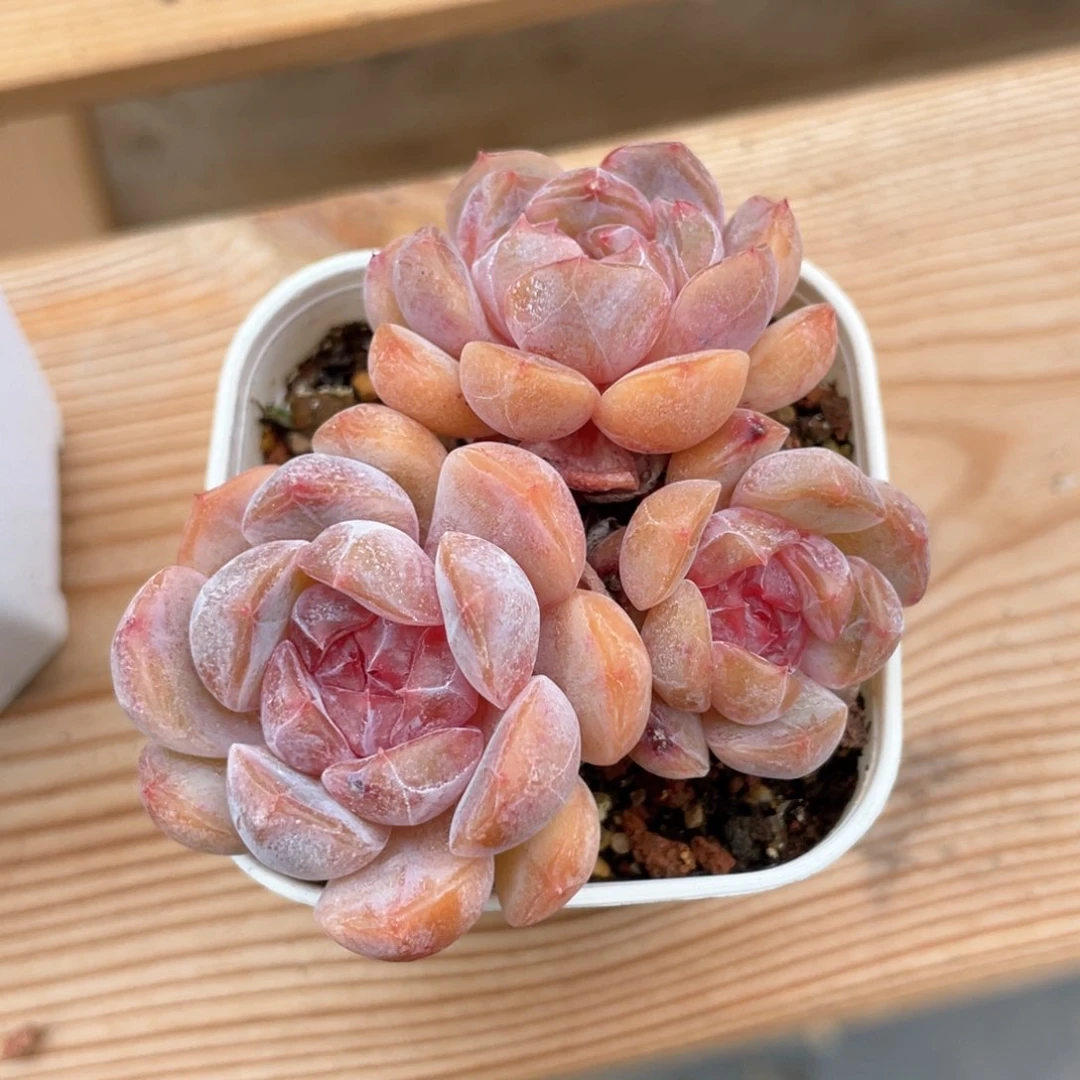 优选红色恋人1417