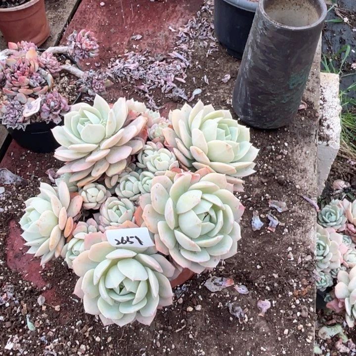 夏*2651恋曲CC多肉