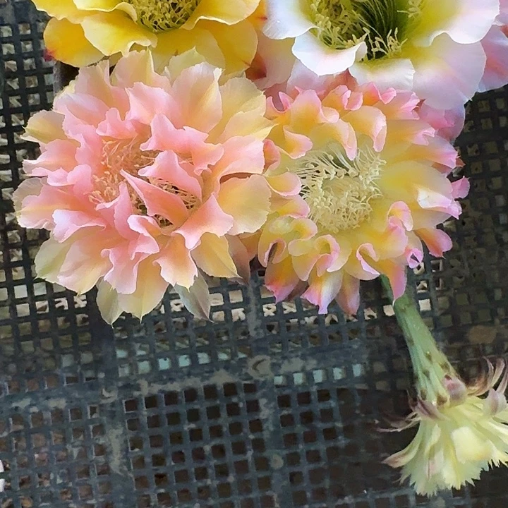 玲***大繁花。王子侧芽小两公分嫁接用