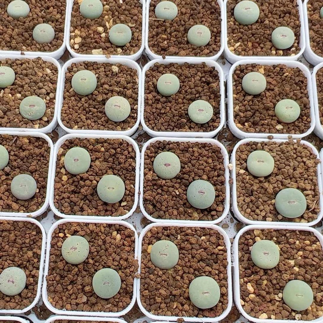 0000量拍小红嘴（大型）5颗脱土发