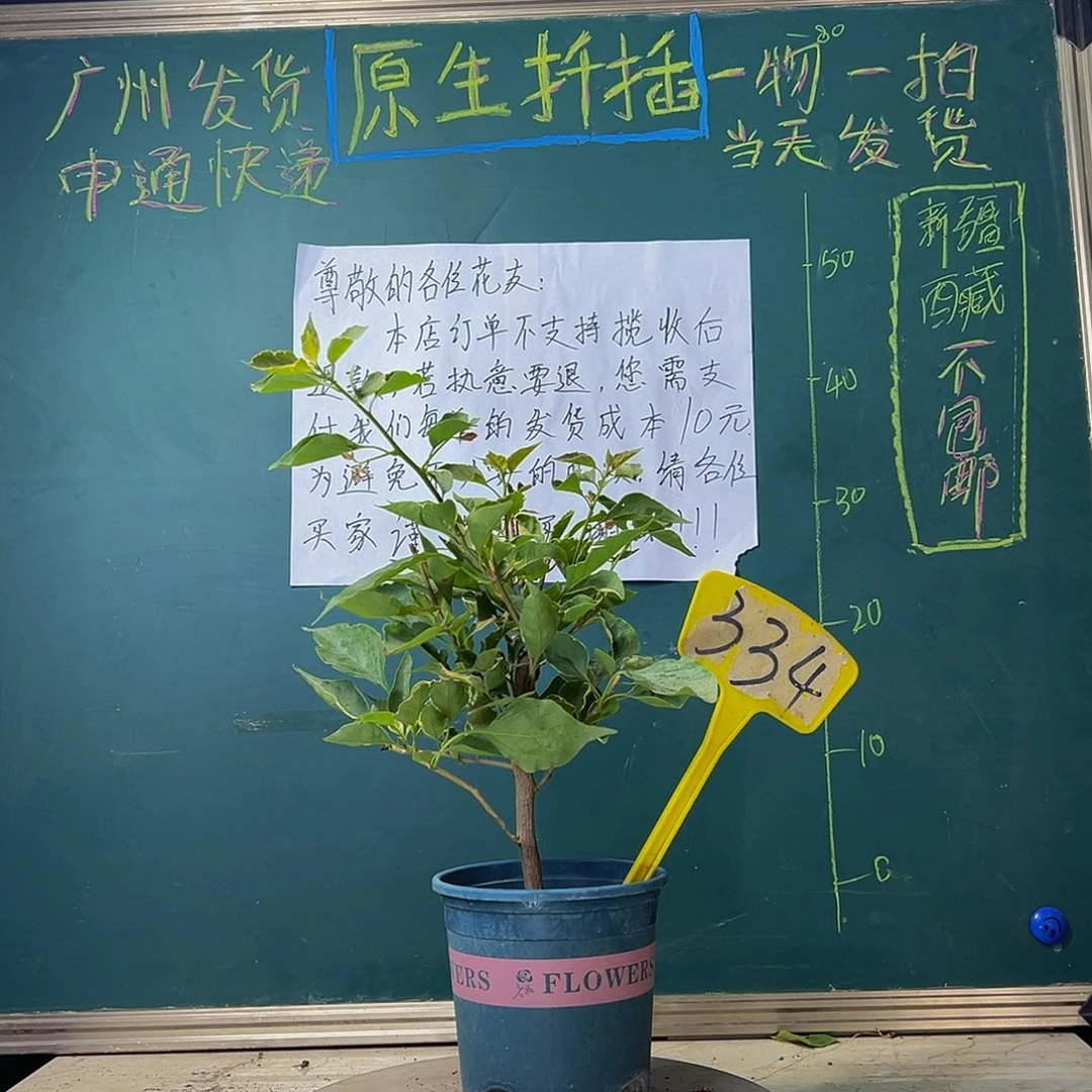 当前无花栽培后可以开花黄蝶334