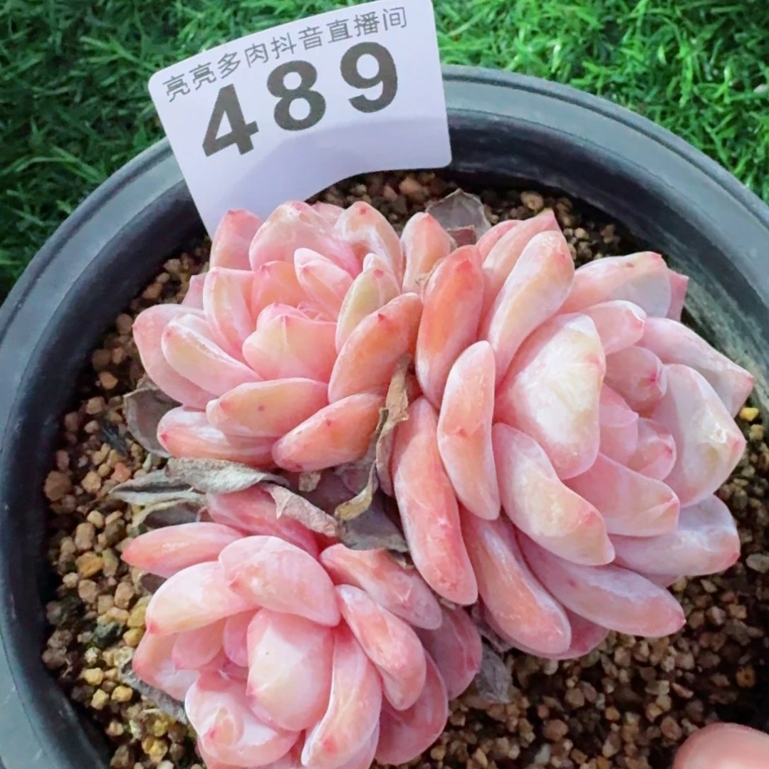 星影         精品多肉