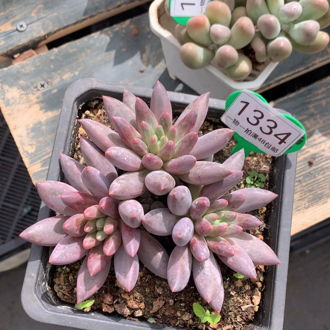 红蜻蜓无砍开播福利1334