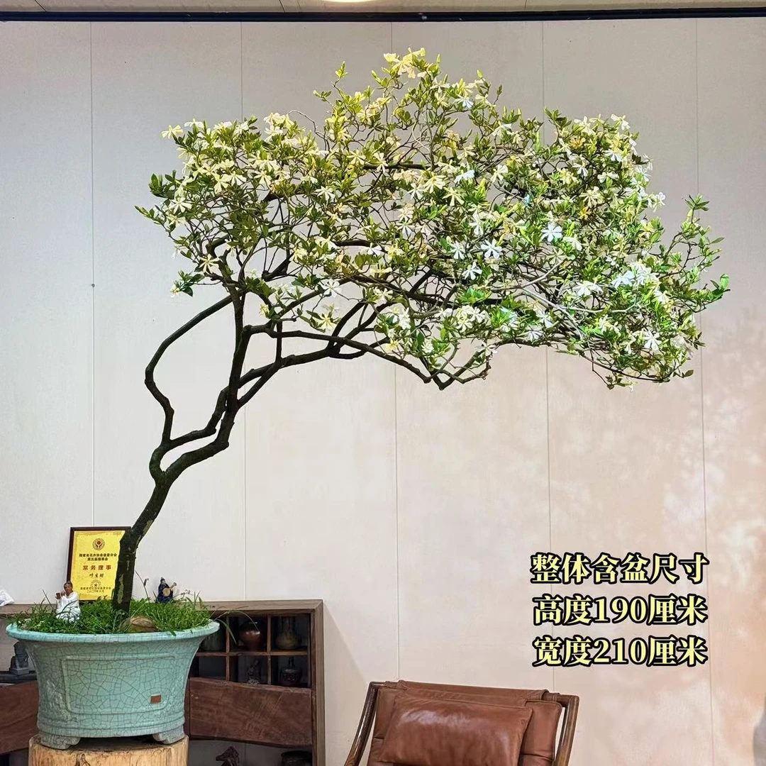 【叶胜园艺】精品海岛栀子花盆景