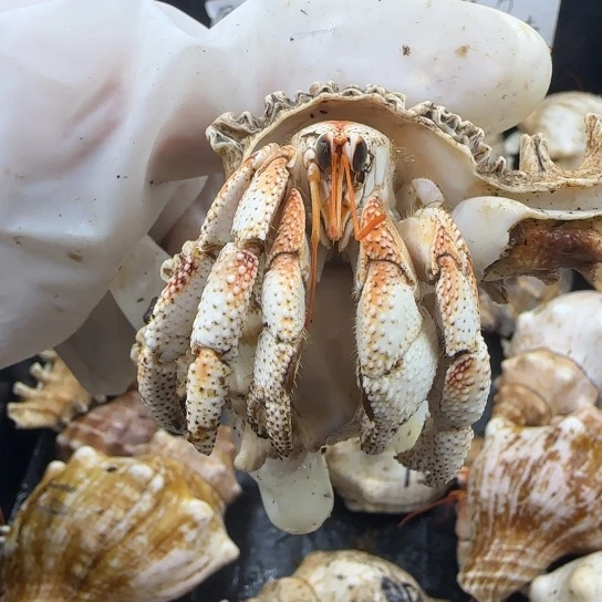 16号 异色超肥胖子2.9