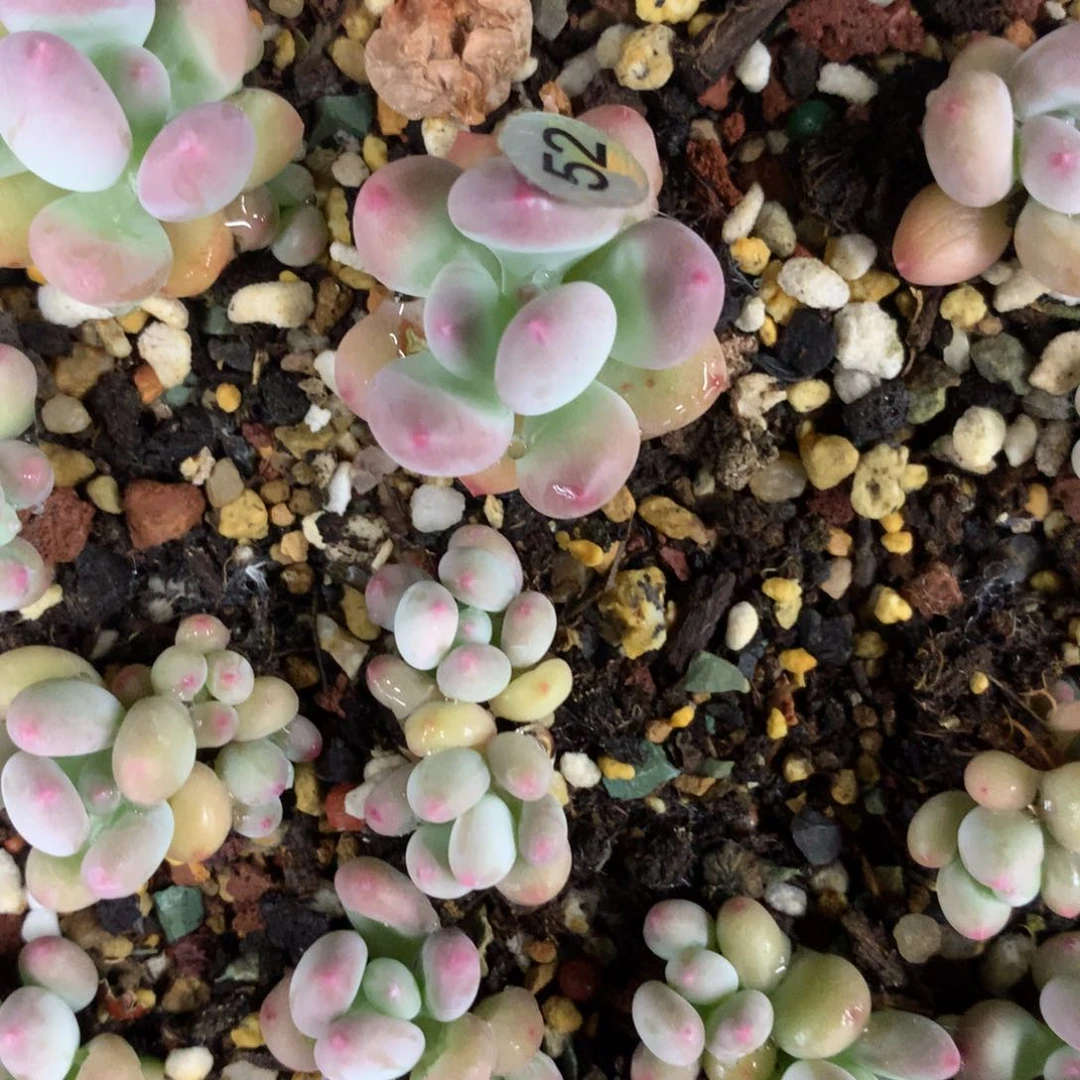 红宝石苹果奶酪52