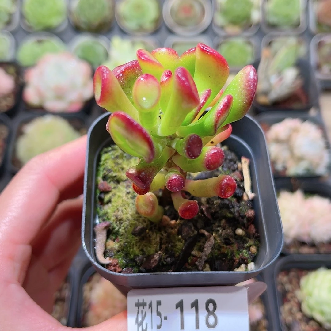 花利美15-118吸财树