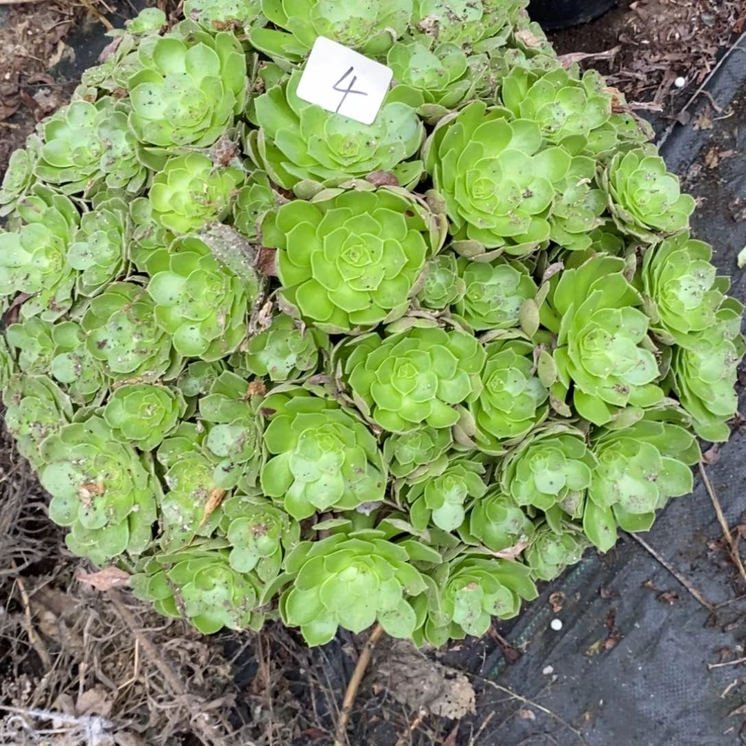 多肉植物组合拼盘4