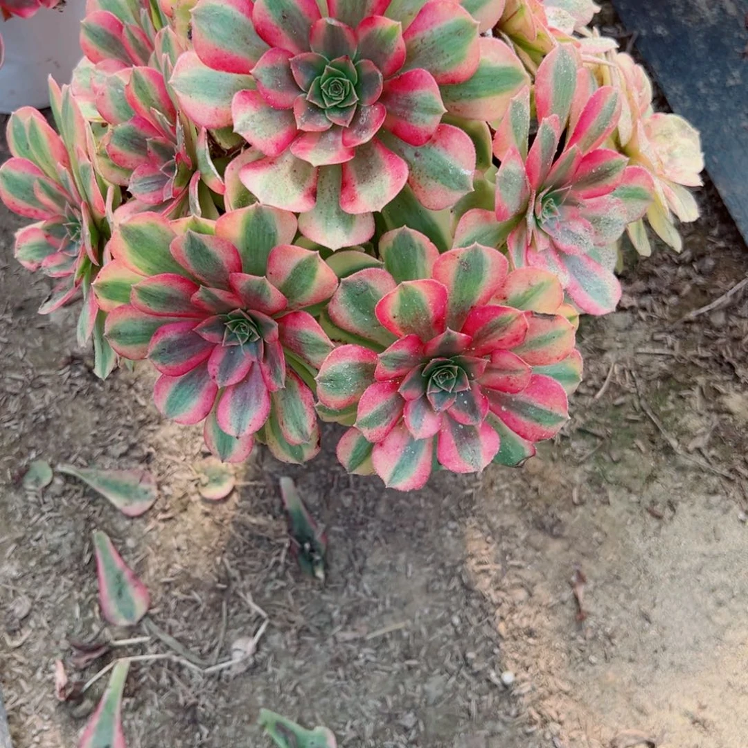 从***驴351雨荷多肉植物法师