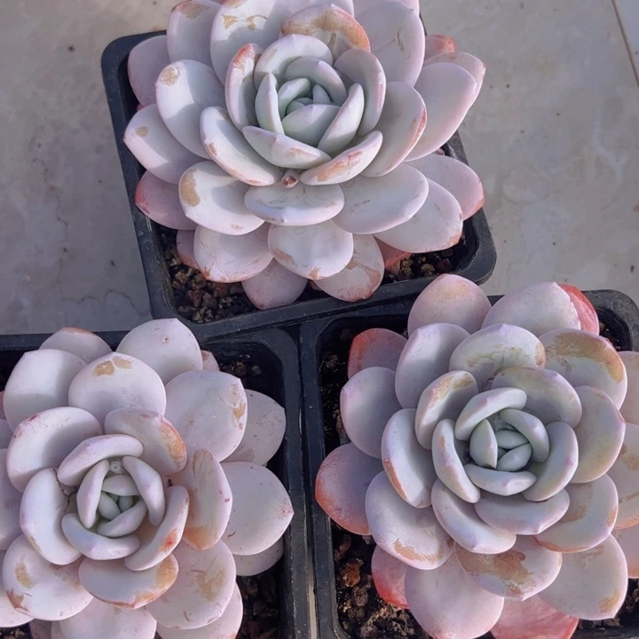 健健康康平平安安