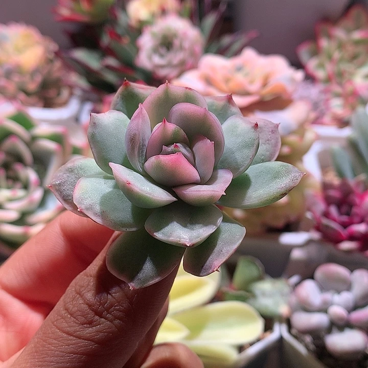 蛋糕锦可嫁接有根