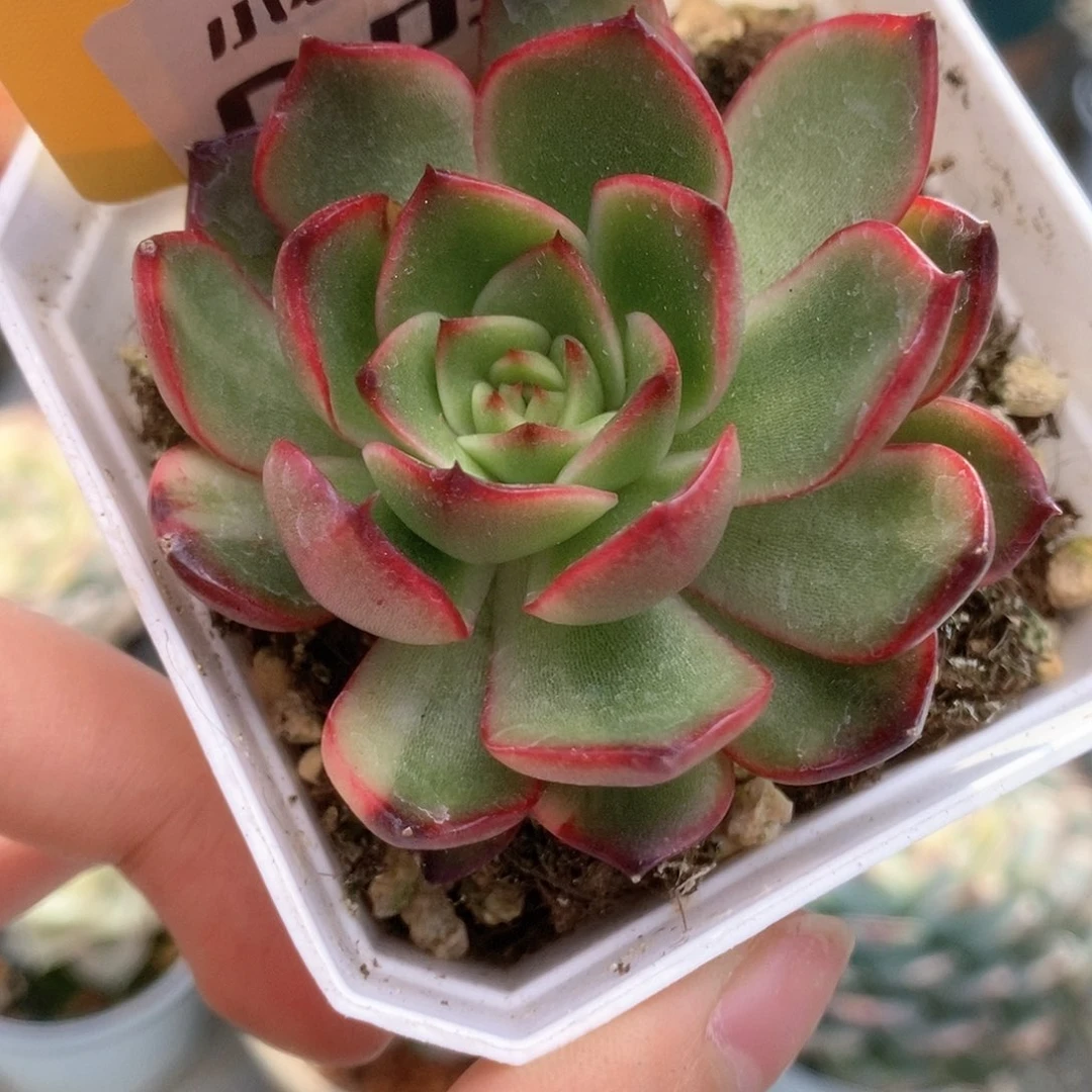 030宝莉安娜锦锦锦