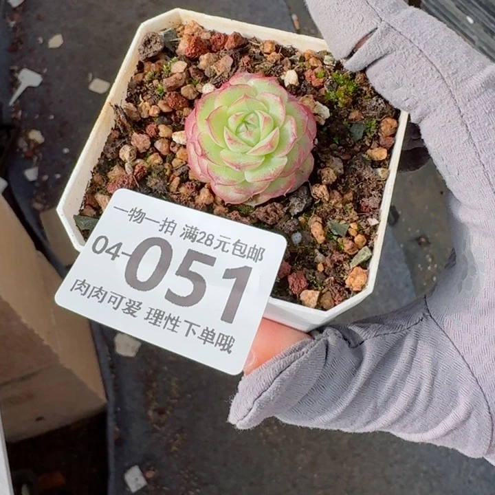 女王无盆土发货多肉多肉