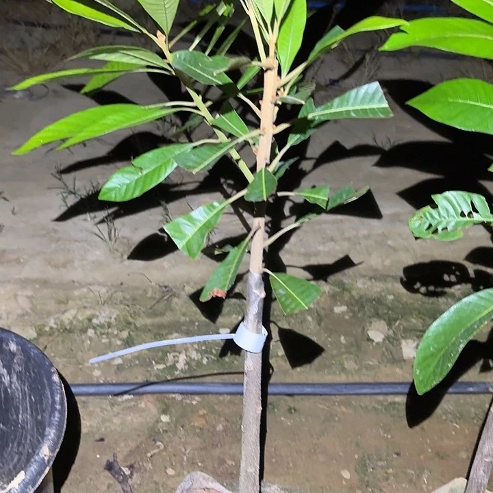 当前无花栽培后可以开花