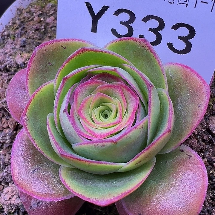 杨333 彩虹之翼混血3代 福利