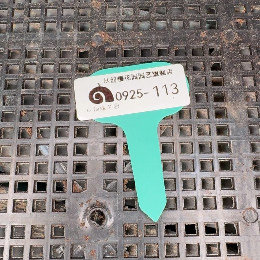 从前慢多肉精选编号0925.113