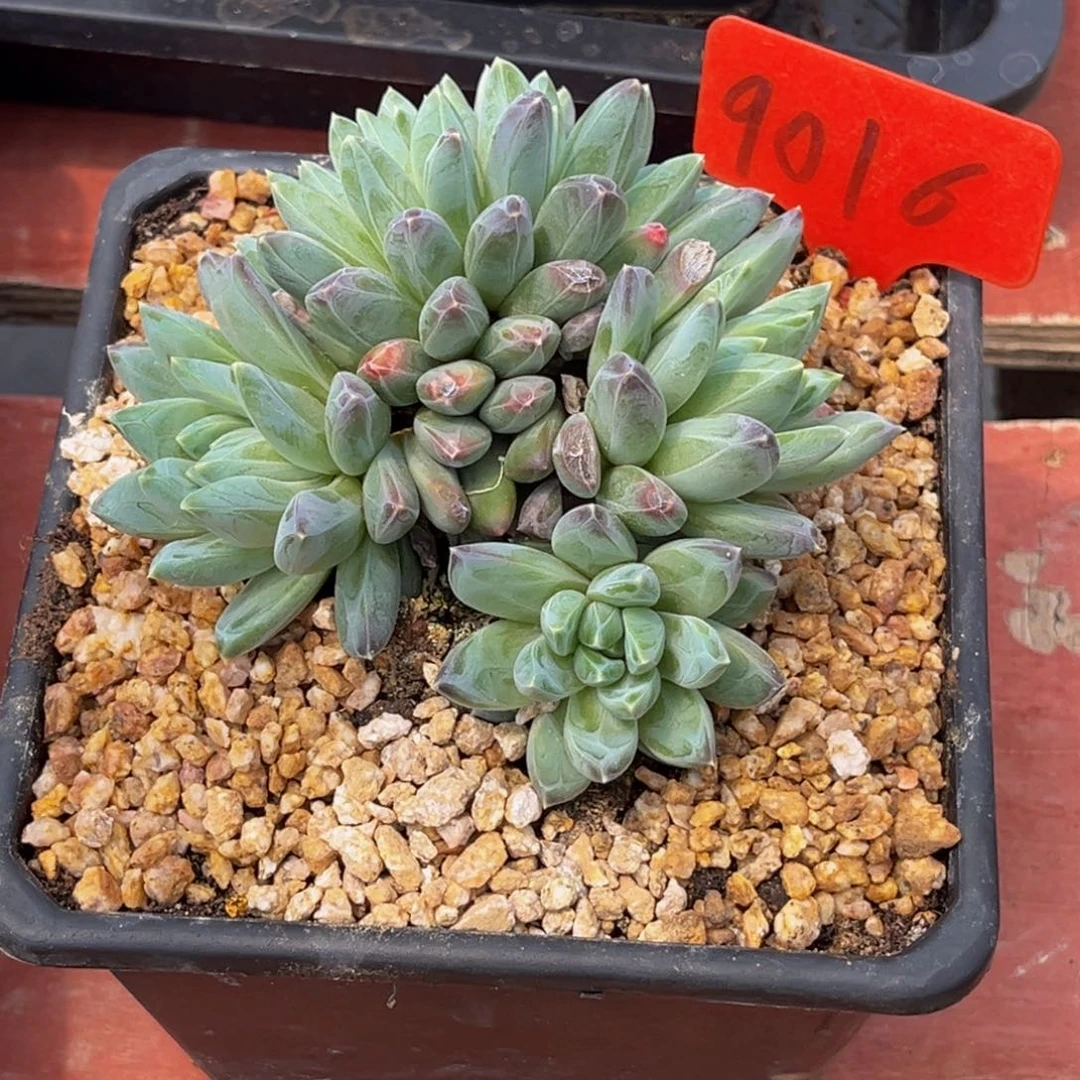 9016号上午多肉植物群生多肉植物