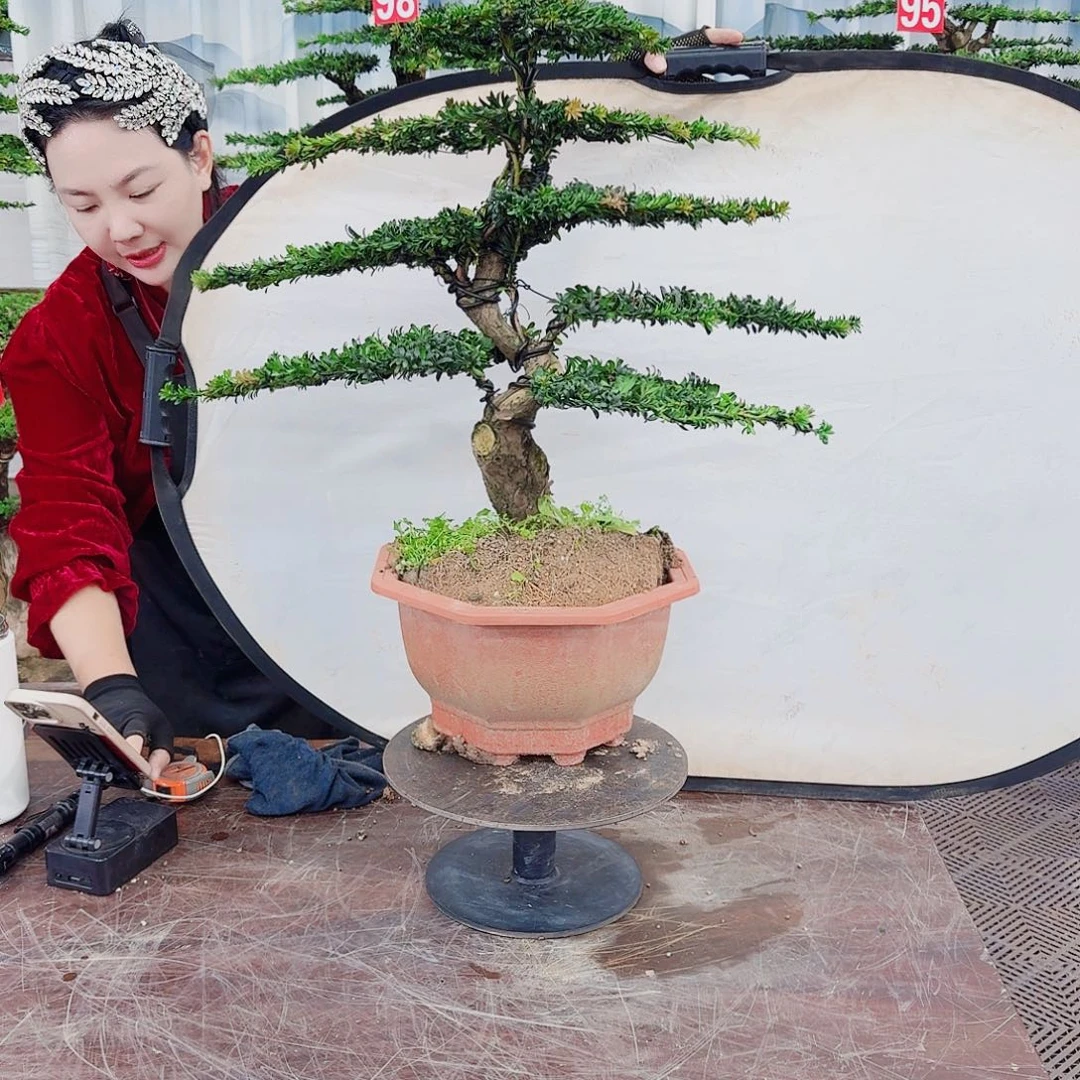 无花朵罗汉松一物一拍866