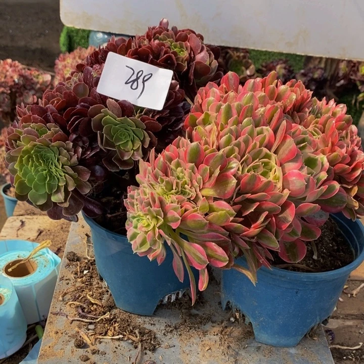 丽****》289号粉女巫➕欧紫缀化多肉