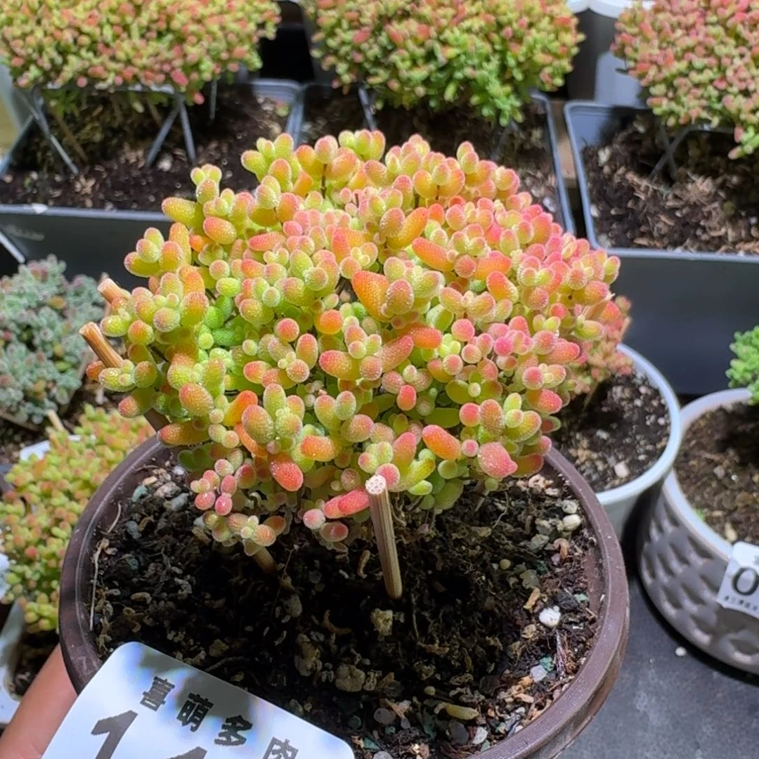 枝干番杏蜜橘糖球114
