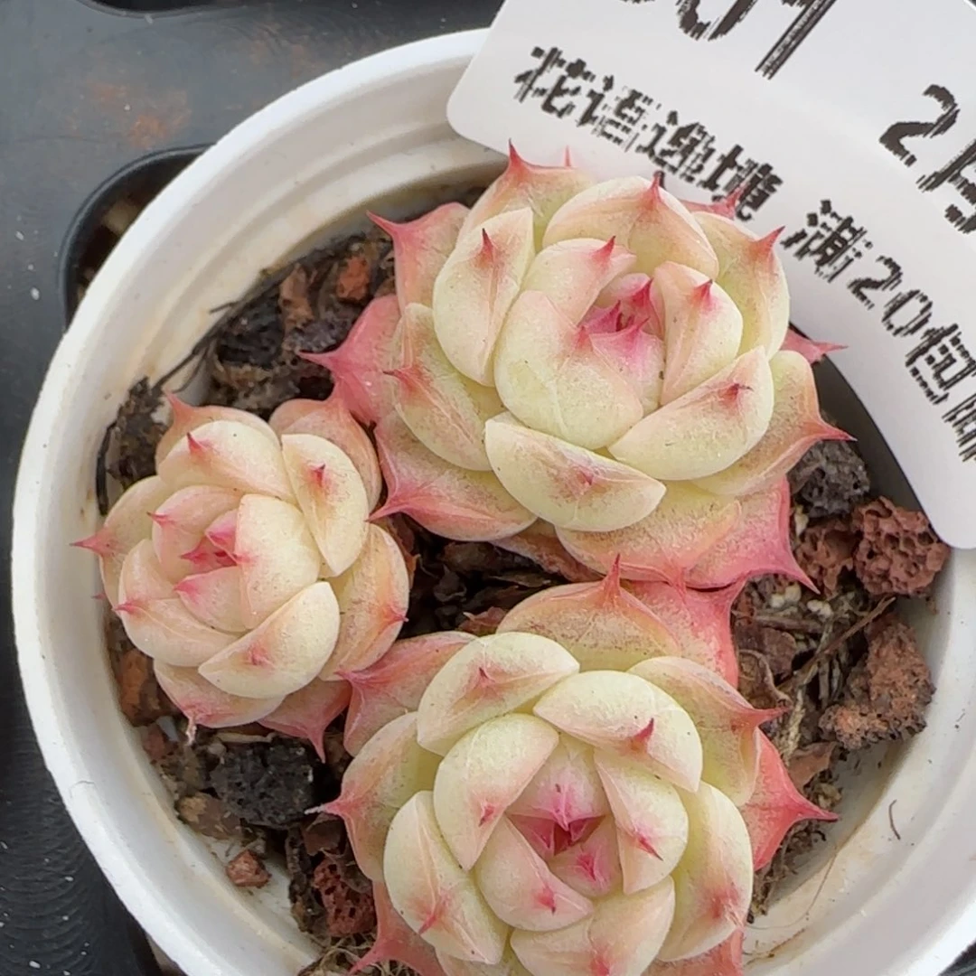 花语逸境0209-301