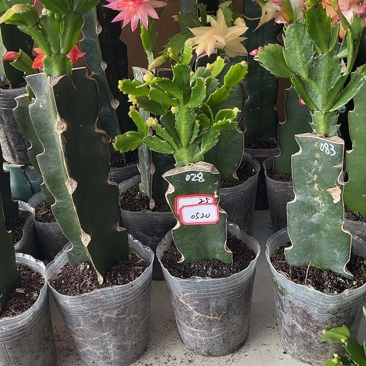 玲***玲当前无花朵，栽培后可花朵028