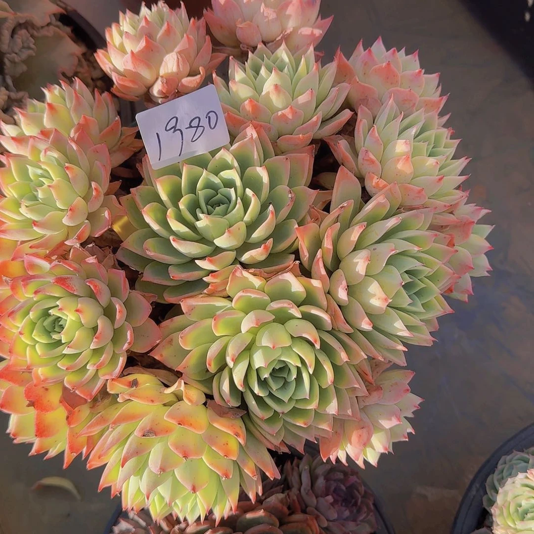 Q***妈1980三色锦多肉植物
