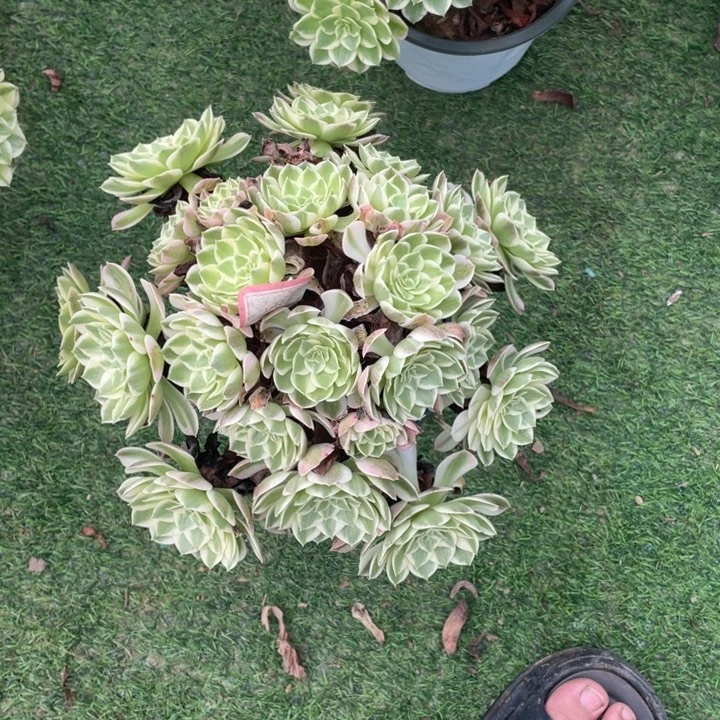 12号老桩海王法师