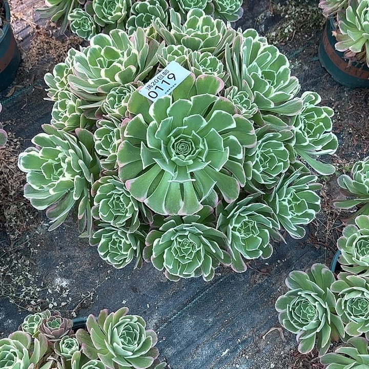 0119雨花石多肉植物