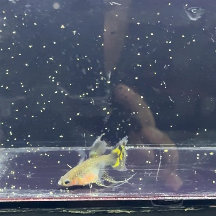 3淡水公母搭配小蜜蜂球c一对