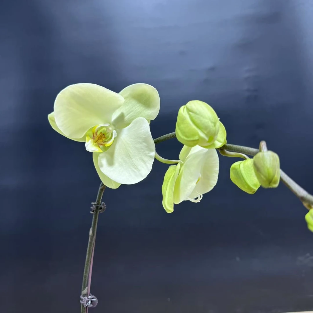 蝴蝶兰[春柳]高端盆栽带苞带花昆明源头基地直发