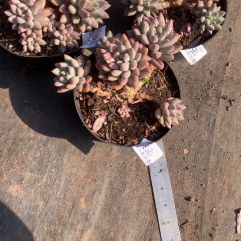 平****82858红蜻蜓多肉