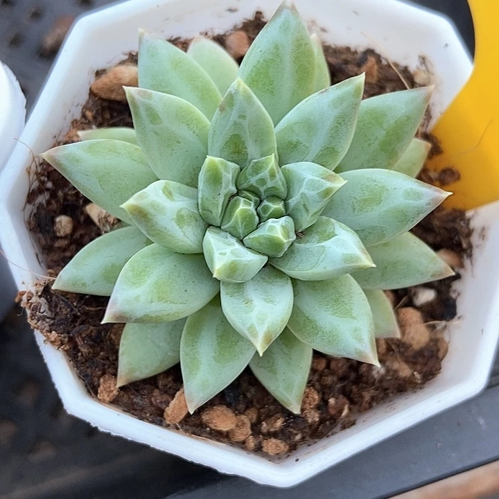 多肉植物青花瓷935