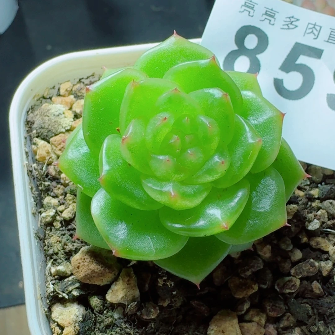 玉芷            精美多肉植物